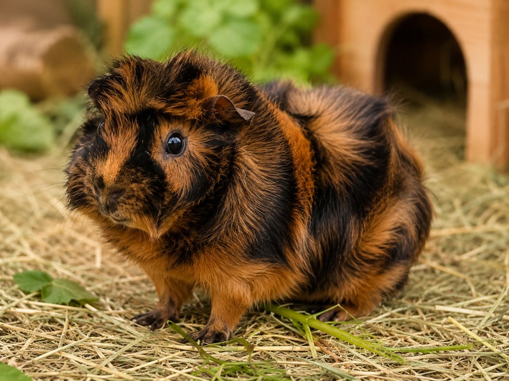 Rocky, eines der echten Wirtschaftsschweinchen