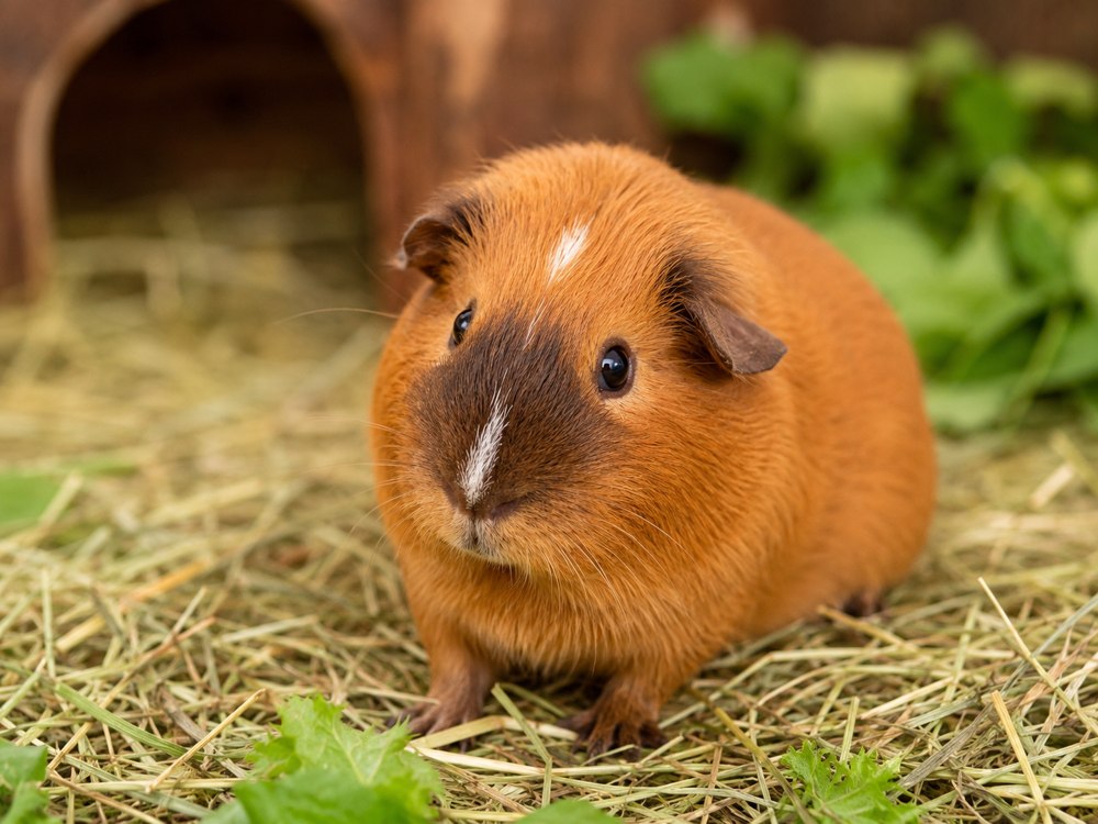 Toffy, eines der echten Wirtschaftsschweinchen